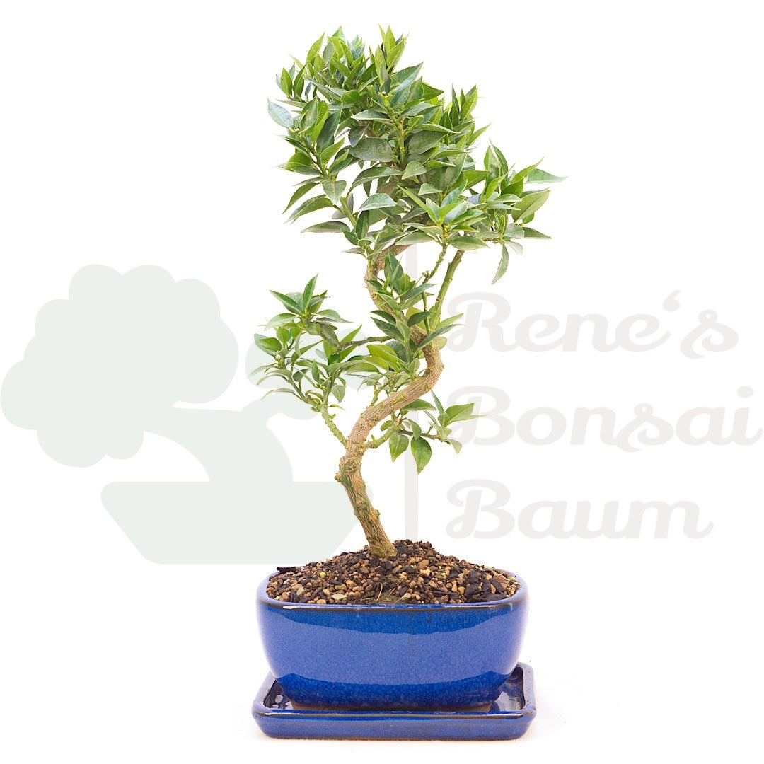 Bitterorange 'Citrus myrtifolia'